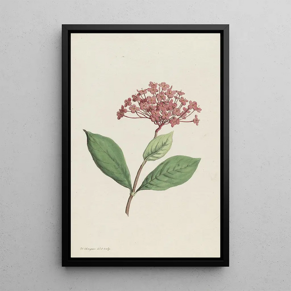 Hendrik Schwegman - Pauwenkers Ixora coccinea.webp