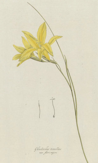 Hendrik Schwegman - Zwaardlelie Gladiolus carinatus Aiton.webp