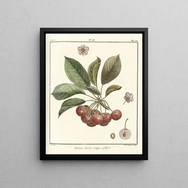 HenriLouis Duhamel du Monceau - Trait des arbres fruitiers Pl20.webp