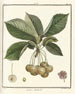 Traité des arbres fruitiers Pl22 - Henri-Louis Duhamel du Monceau — artwork view