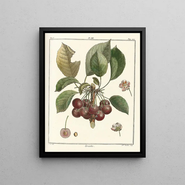 HenriLouis Duhamel du Monceau - Trait des arbres fruitiers Pl23.webp