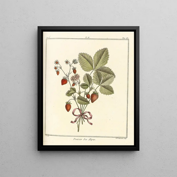 HenriLouis Duhamel du Monceau - Trait des arbres fruitiers Pl32.webp