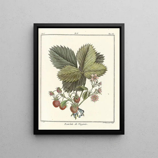 HenriLouis Duhamel du Monceau - Trait des arbres fruitiers Pl35.webp