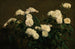 Natuurschilderij van witte rozen - Henri Fantin-Latour — weergave van het kunstwerk