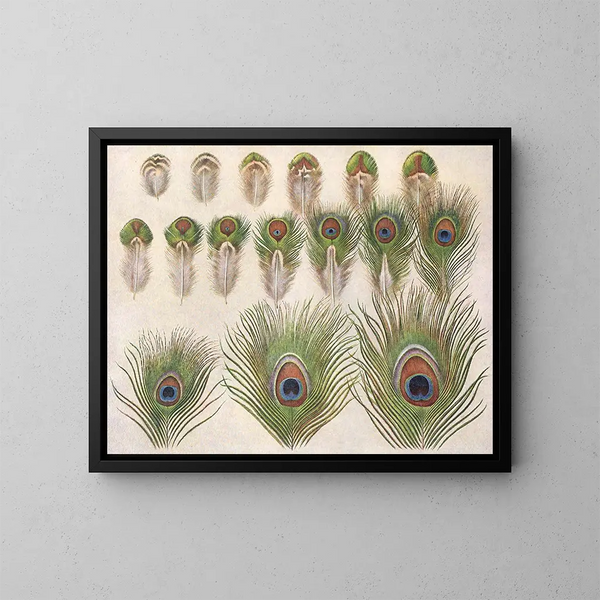 Evolution of the eyes on a peacock's train - Henrik Grönvold — framed artwork on a wall