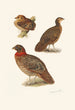 Plumages of Tragopans - Henrik Grönvold — artwork view