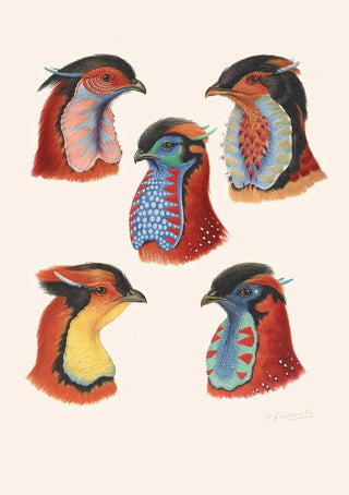 Henrik Gronvold - Wattles Of Cock Tragopans.webp