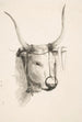 Head of a Bull - Henry Ericsson — artwork view