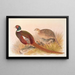 Pheasant Kyrgyz Mongolian - Henry Jones — framed artwork on a wall