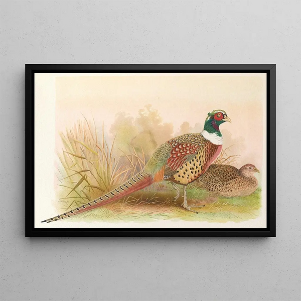 Pheasant of Kobdo - Henry Jones — framed artwork on a wall