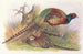 Kweichow Pheasant Painting - Henry Jones — artwork view