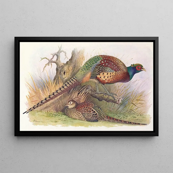 Kweichow Pheasant Painting - Henry Jones — framed artwork on a wall