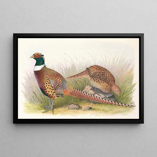 Mandarin Collared Pheasant - Henry Jones — framed artwork on a wall