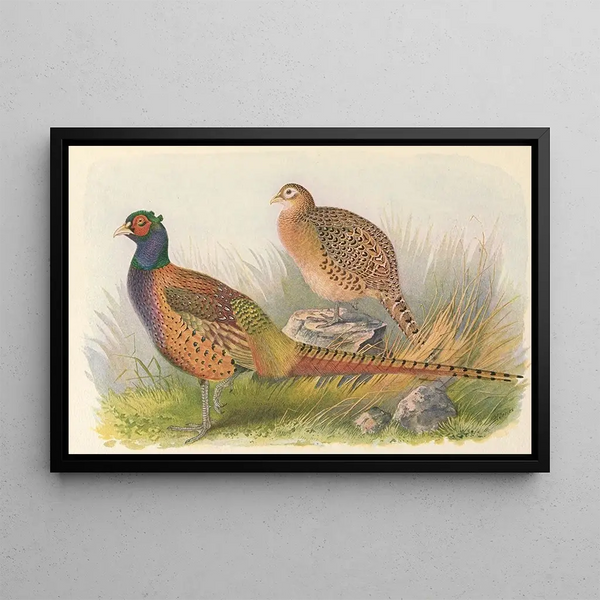 Pheasant of Tarim - Henry Jones — framed artwork on a wall