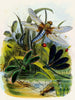Het Vivarium met Vlinders of Insectenhuis Pl 5 - Henry Noel Humphreys — weergave van het kunstwerk