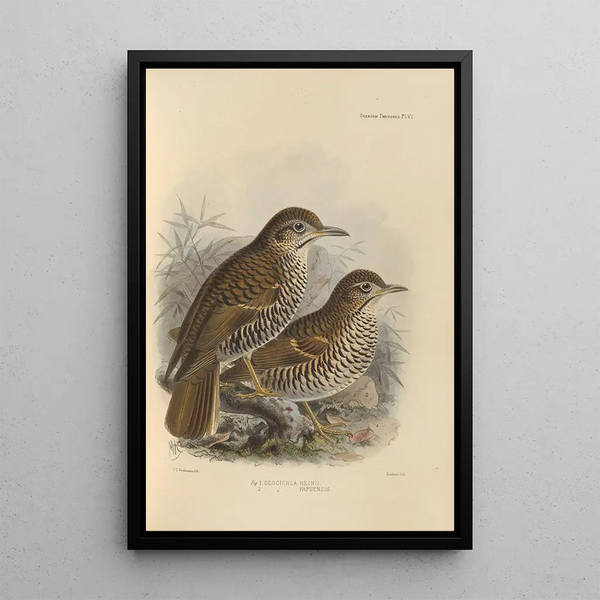 Henry Seebohm - Geocichla Heinii Geocichla Papuensis.webp