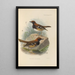 Geocichla Leucolaema - Henry Seebohm — framed artwork on a wall
