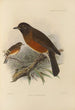 Merula Chrysolaus - Henry Seebohm — artwork view