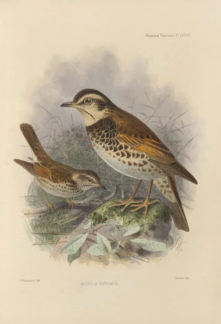 Henry Seebohm - Merula Eunomus.webp