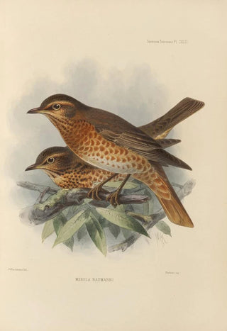 Henry Seebohm - Merula Naumanni.webp