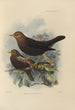 Merula Poliocephala - Henry Seebohm — artwork view