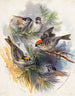 Birds - Henry Walker Herrick — artwork view