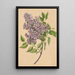Une branche de lilas - Henryka Beyer — ingelijst kunstwerk aan de muur
