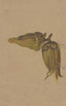 Studie van hazelnoten - Henryka Beyer — weergave van het kunstwerk