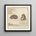 Egel Erinaceus europaeus en een muscardine Muscardinus avellanarius 1 yser vercken 2 - Anselmus Botius de Boodt — ingelijst kunstwerk aan de muur