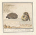 Egel Erinaceus europaeus en een muscardine Muscardinus avellanarius 1 yser vercken 2 - Anselmus Botius de Boodt — weergave van het kunstwerk