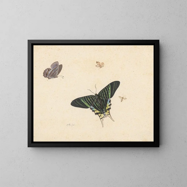 Three butterflies and a wasp or fly - Herman Henstenburgh — framed artwork on a wall