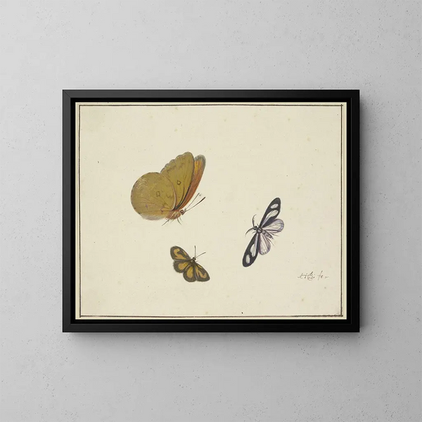 a yellow butterfly, a black-yellow butterfly, and a black-white butterfly - Herman Henstenburgh — framed artwork on a wall