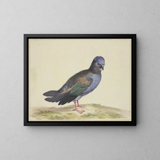 Herman Henstenburgh - Eine blaue Taube mit grnen und schwarzen Flgeln.webp