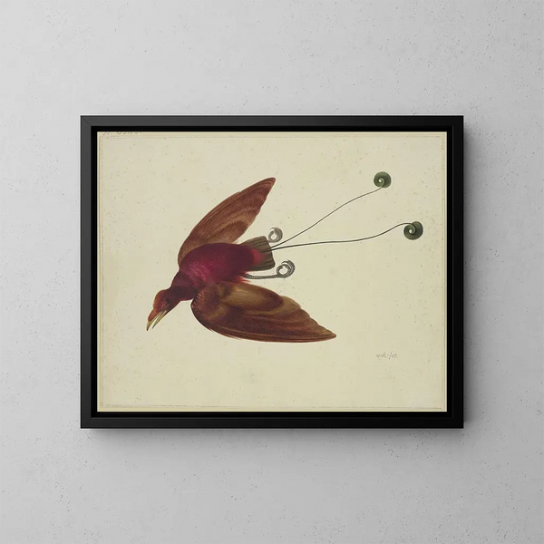 Flying Bird of Paradise - Herman Henstenburgh — framed artwork on a wall