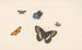 Five Butterflies - Herman Henstenburgh — artwork view