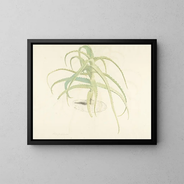 Aloe perfolié painting - Herman Saftleven — framed artwork on a wall