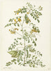 Arbre à vessies Colutea arborescens - Herman Saftleven — weergave van het kunstwerk