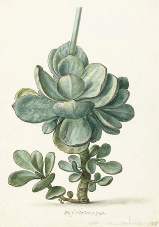 Herman Saftleven - Vetplant Cotyledon orbiculata.webp