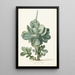 Plante grasse Cotyledon orbiculata - Herman Saftleven | Reproduction — ingelijst kunstwerk aan de muur