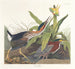 Green Heron Painting - John James Audubon — artwork view