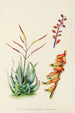 Aloe globuligemma - Illtyd Buller Pole-Evans — weergave van het kunstwerk