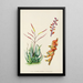 Aloe globuligemma - Illtyd Buller Pole-Evans — ingelijst kunstwerk aan de muur