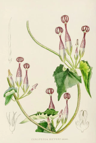 Illtyd Buller PoleEvans - Ceropegia Meyeri.webp