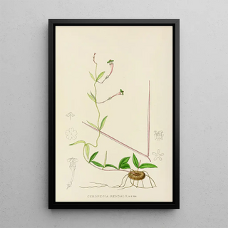 Illtyd Buller PoleEvans - Ceropegia Rendallii.webp