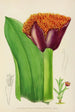 Haemanthus natalensis - Illtyd Buller Pole-Evans — artwork view