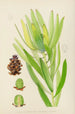 Leucadendron stokoei femelle - Illtyd Buller Pole-Evans — weergave van het kunstwerk