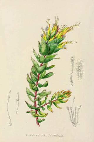 Illtyd Buller PoleEvans - Mimetes Palustris.webp