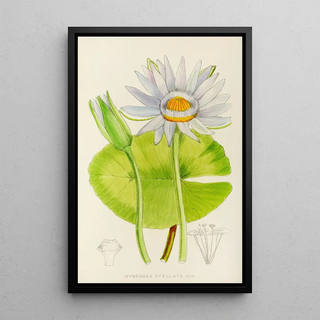 Illtyd Buller PoleEvans - Nymphaea Stellata.webp