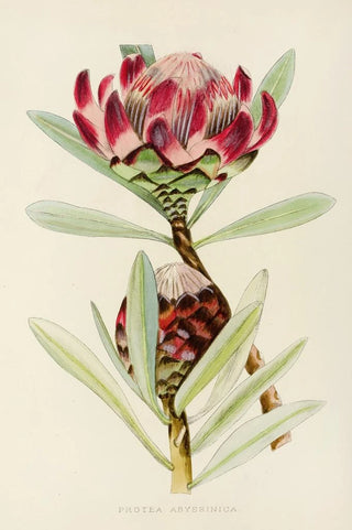 Illtyd Buller PoleEvans - Protea Abyssinica.webp