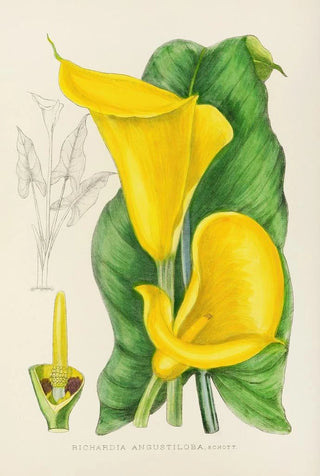 Illtyd Buller PoleEvans - Richardia Angustiloba.webp